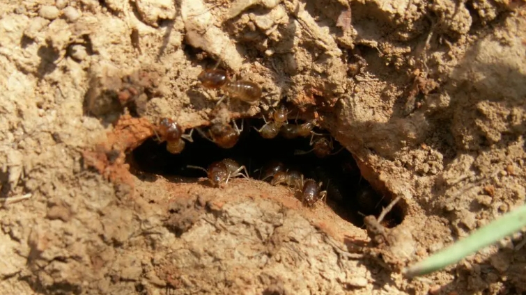 專業(yè)白蟻消殺服務(wù)，您的家居守護(hù)專家